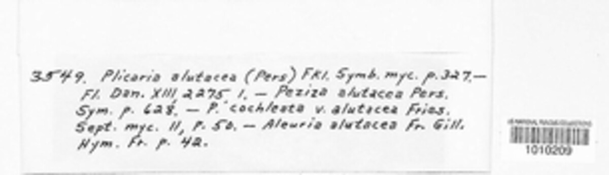Otidea alutacea image